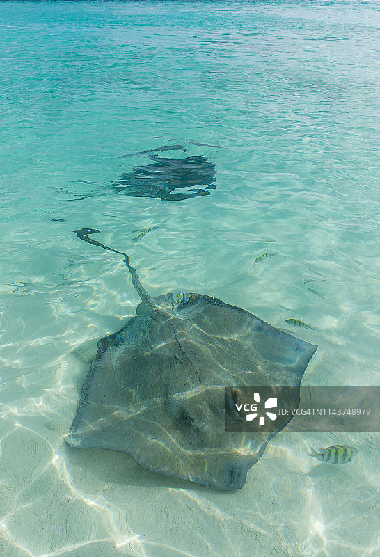 加勒比海，巴哈马，埃克苏马，清澈碧绿水域中游泳的鳐鱼图片素材