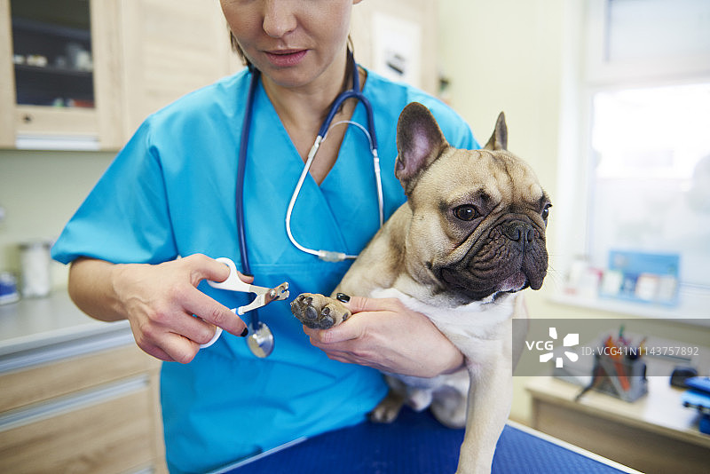 女兽医在外科手术中给狗剪指甲图片素材
