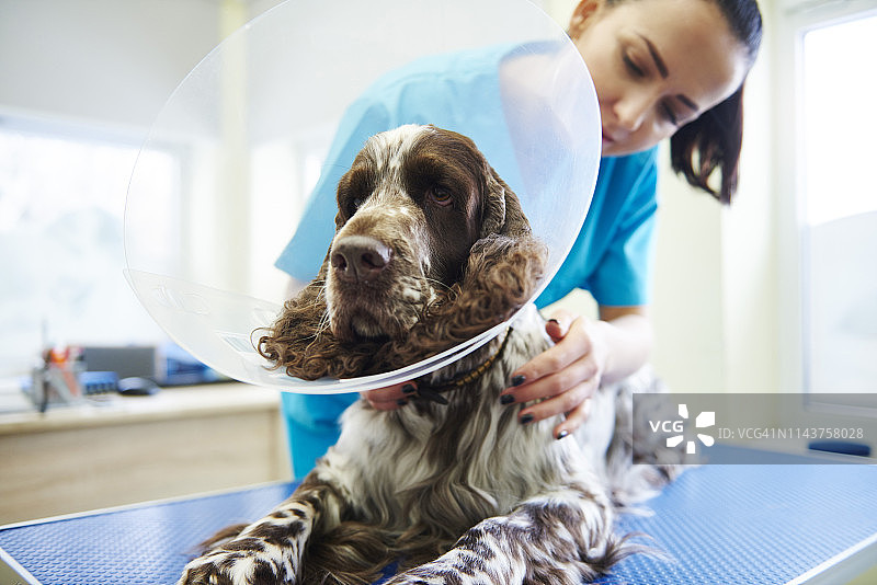 在兽医诊所戴着伊丽莎白项圈的狗狗图片素材