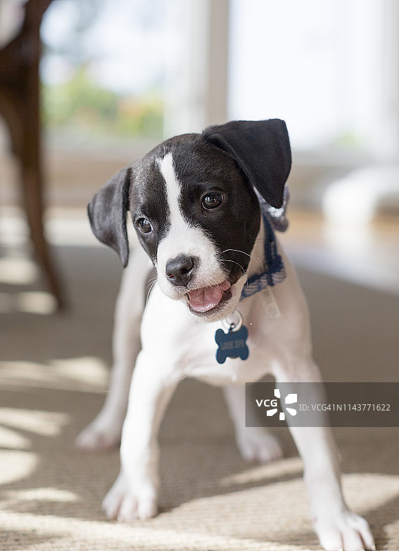 可爱的黑白软耳朵小狗图片素材
