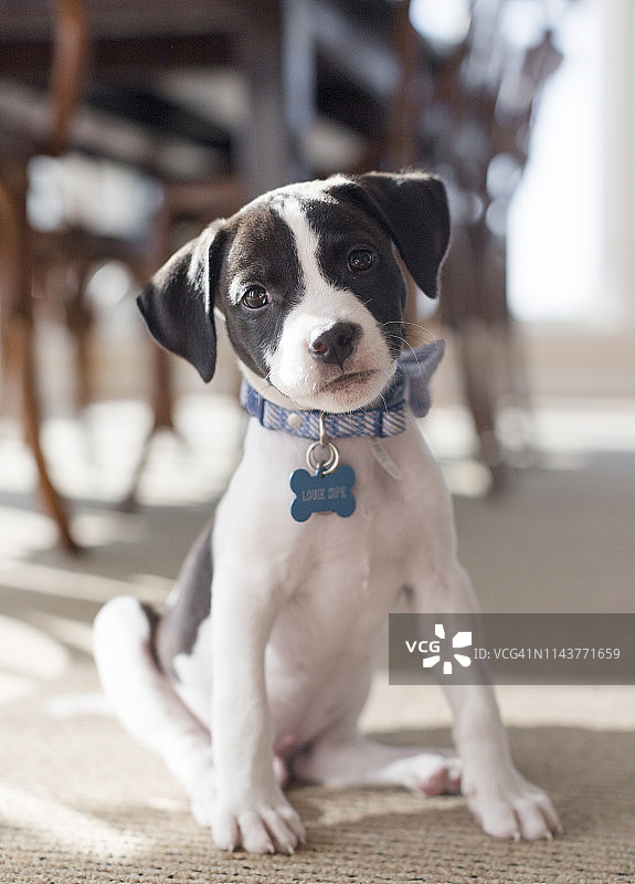 可爱的黑白小狗戴着项圈图片素材