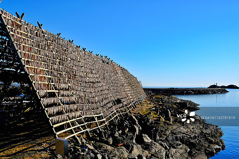 挪威晾晒架上的鳕鱼干图片素材