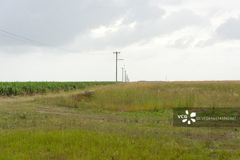 邦达伯格甘蔗田与电线杆图片素材
