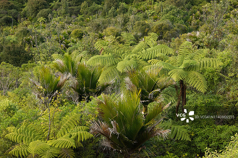 新西兰皮哈海滩上的蕨类山坡图片素材