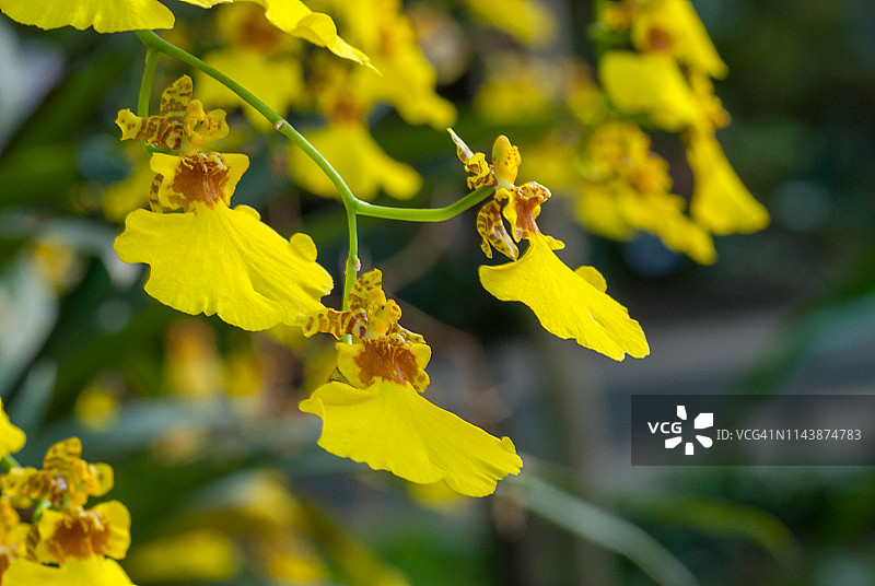 瘤瓣兰图片素材