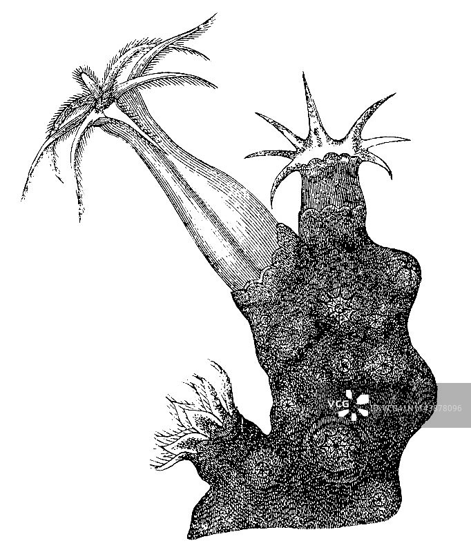 珍贵珊瑚或红珊瑚，是海洋珊瑚Corallium的通用名称图片素材