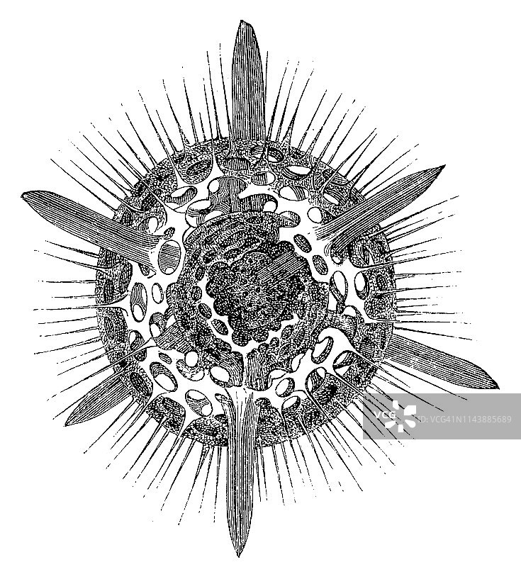 放射虫，星芒虫图片素材