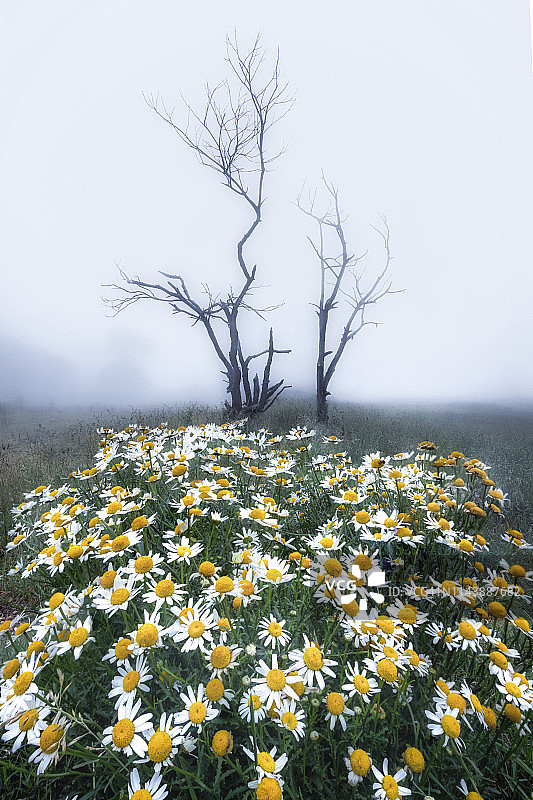 蓝山国家公园的白色雏菊与枯树图片素材