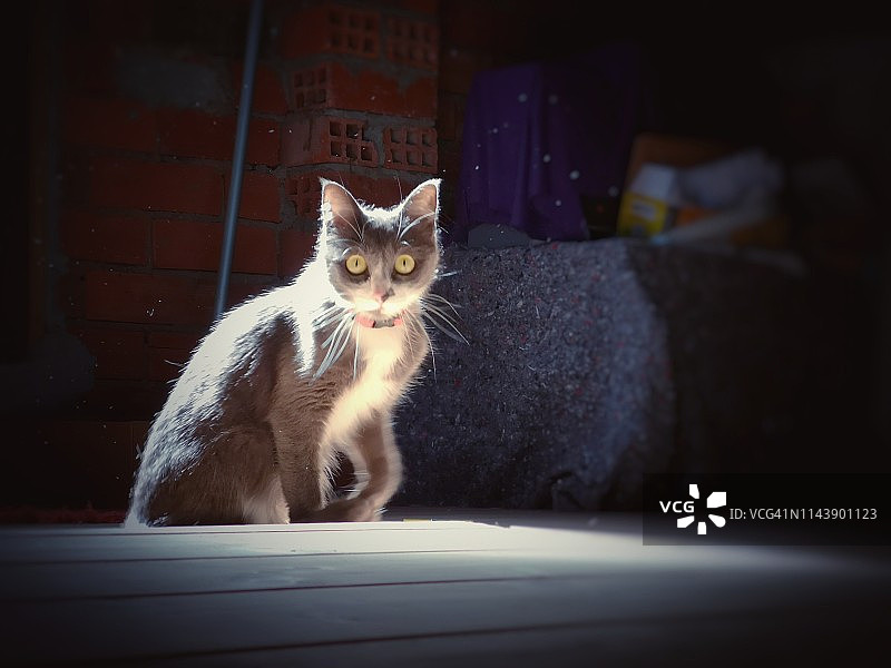 阁楼里的猫图片素材