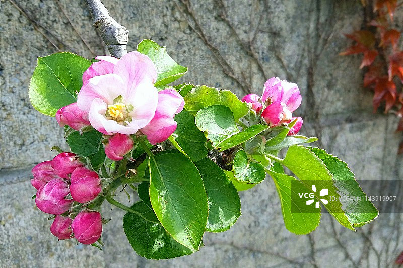 苹果树发芽的树枝特写。春天的最初迹象图片素材