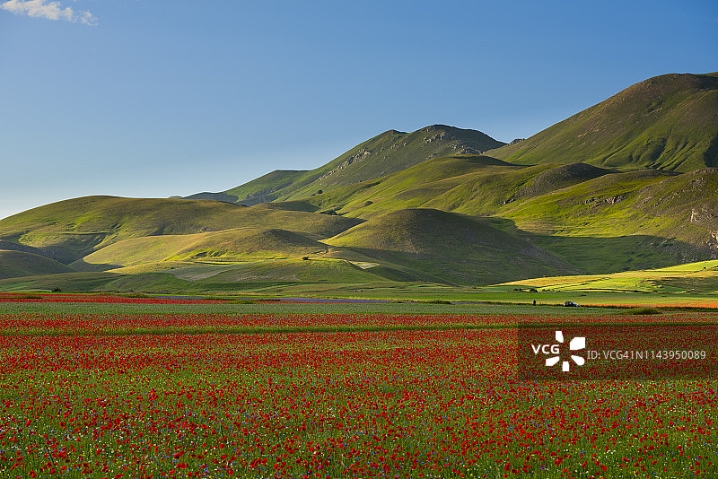 意大利翁布里亚锡比利尼国家公园卡斯特卢奇奥大平原的鲜花盛开图片素材
