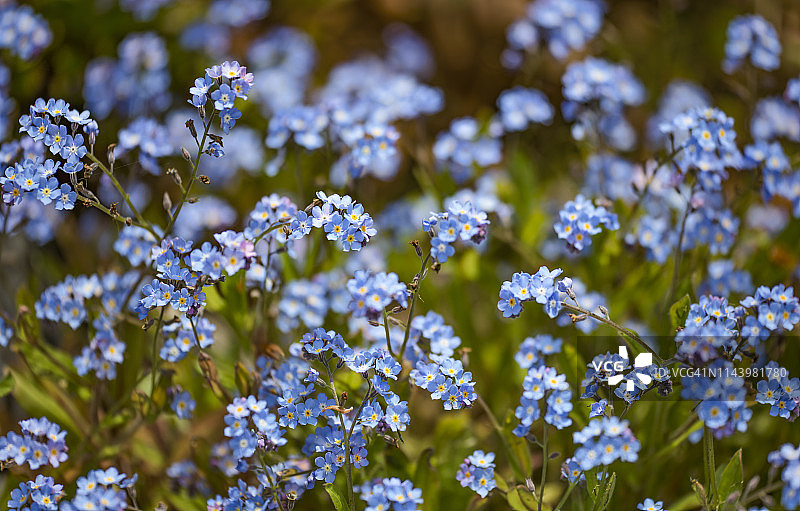 勿忘我的花图片素材