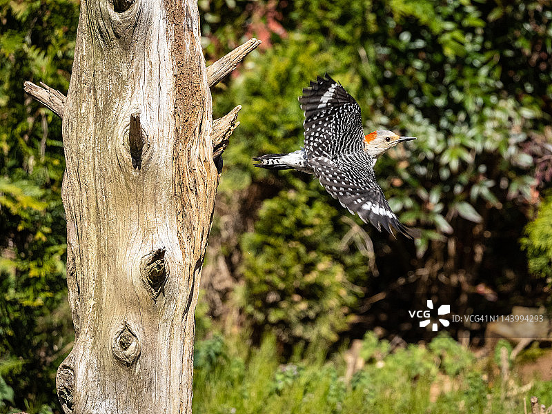 红腹啄木鸟图片素材