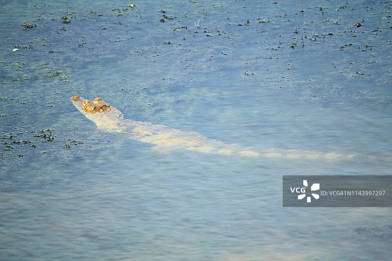 幼年鳄鱼图片素材
