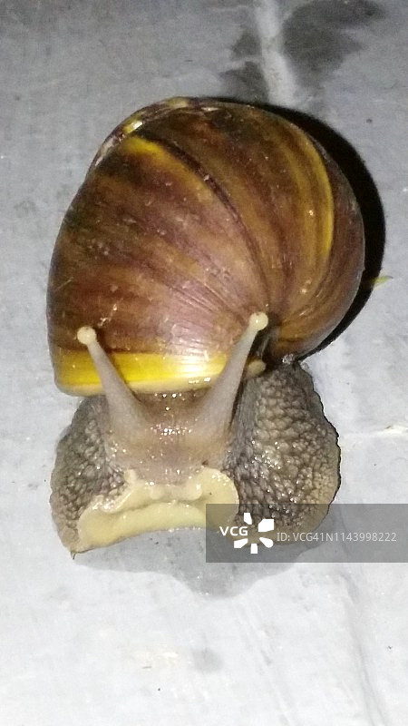 非洲大蜗牛图片素材