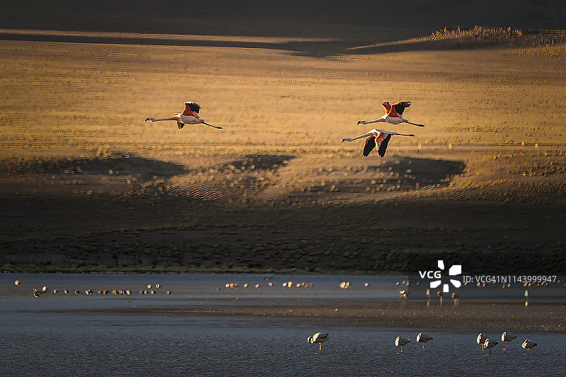 三只在科罗拉多泻湖飞翔的火烈鸟图片素材