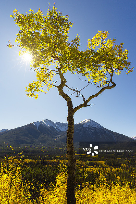 加拿大阿尔伯塔省班夫国家公园秋日阳光下的颤抖白杨树图片素材