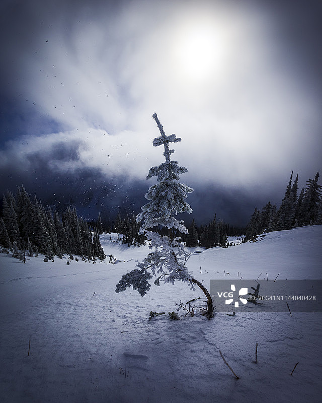 被雪覆盖的树木和即将来临的暴风雪，加拿大不列颠哥伦比亚省莫纳希山脉 vista 通道图片素材