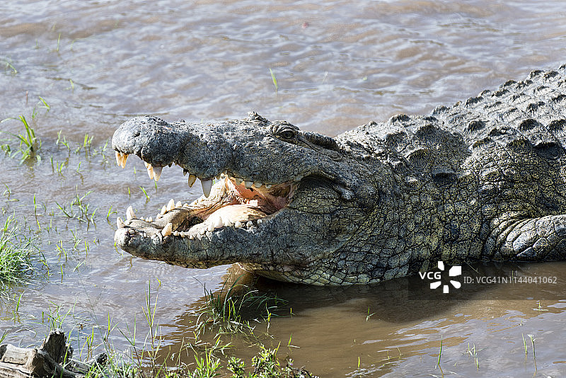 尼罗鳄图片素材
