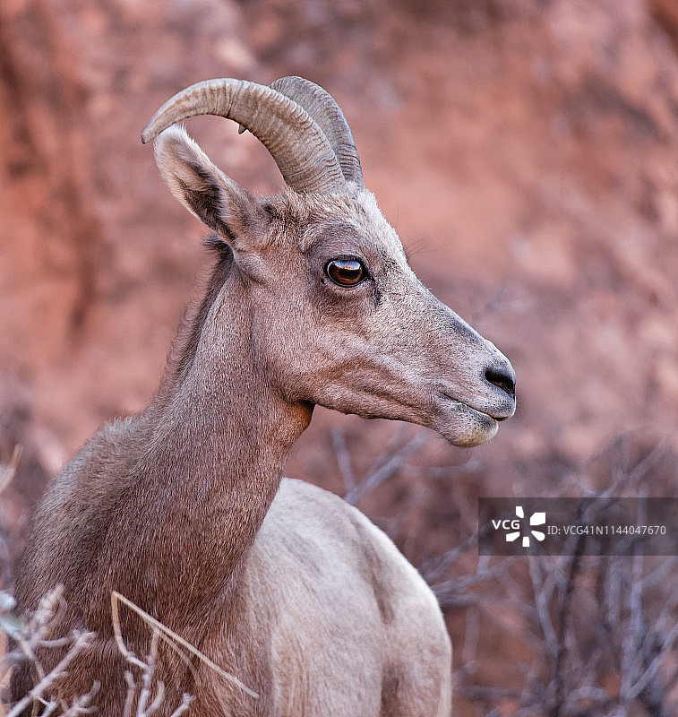 母羊头部特写图片素材
