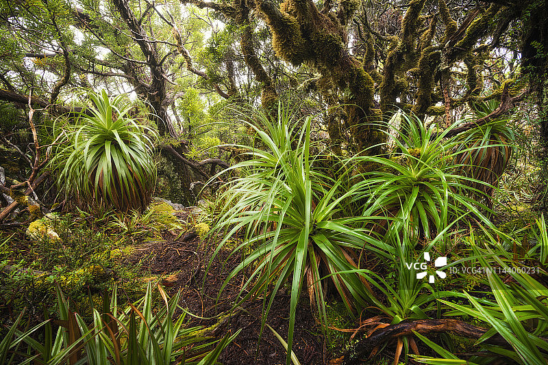 澳大利亚塔斯马尼亚西南国家公园Goon Moor的Pandani灌木丛图片素材