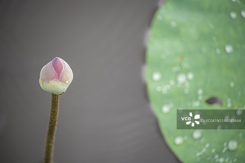 莲花睡莲花蕾和植物图片素材