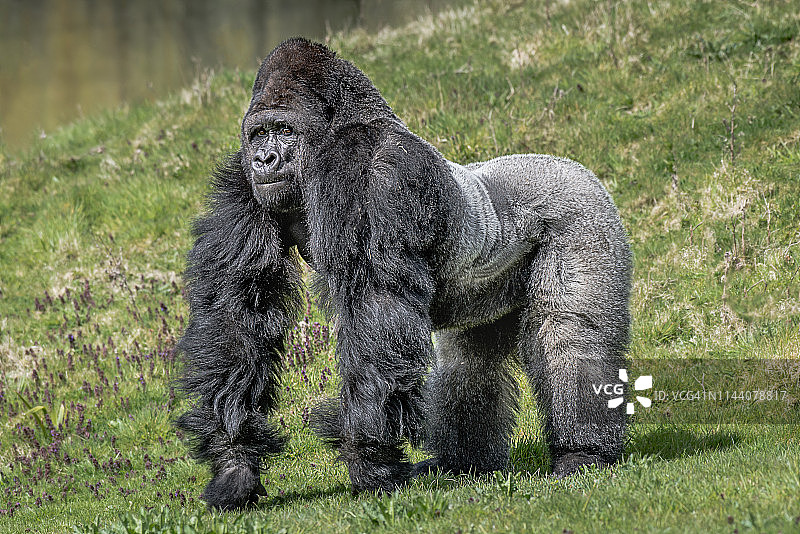 银背大猩猩肖像图片素材