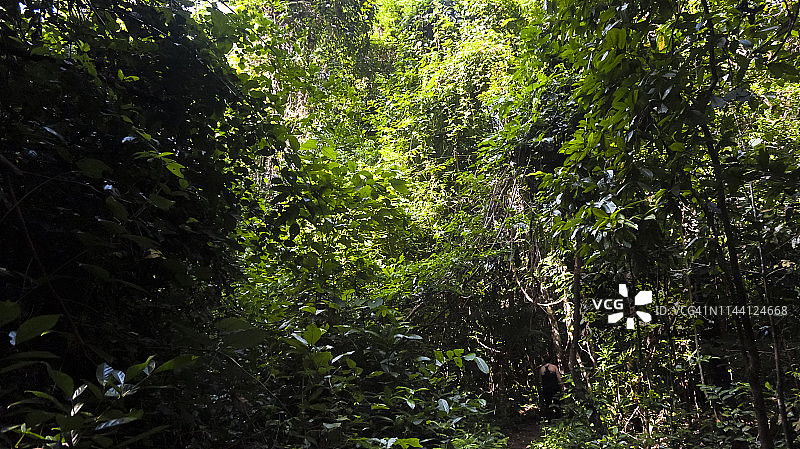 越南雨林中的树叶，吉仙浓郁的绿色调图片素材