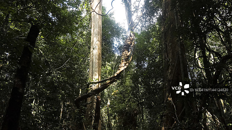 越南吉仙国家公园雨林中的树干图片素材