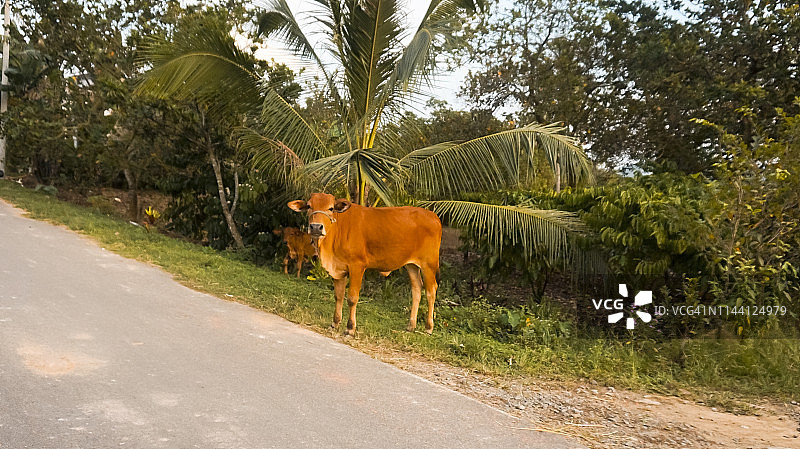 越南吉仙国家公园里的牛图片素材