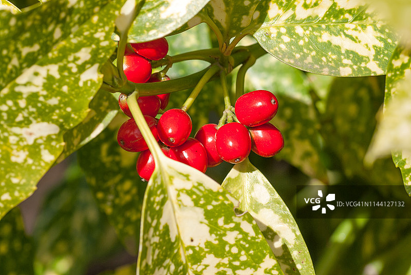 日本桃叶珊瑚植物浆果图片素材