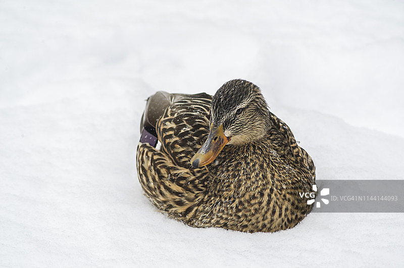 雪地里的雌性绿头鸭图片素材