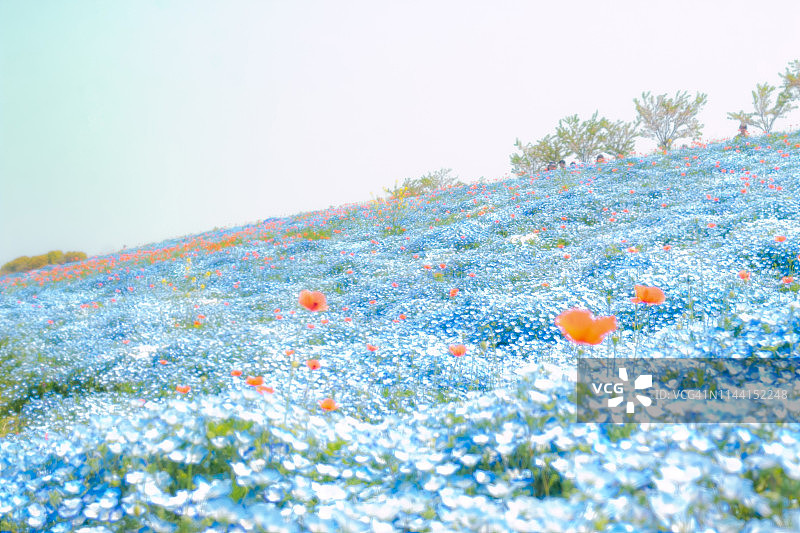 大阪喜林草花园图片素材