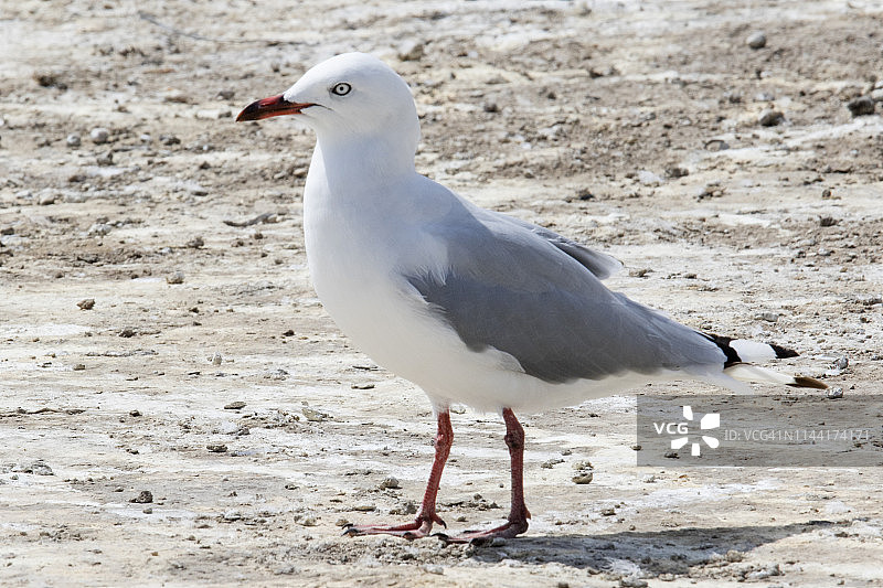 红嘴鸥幼鸟图片素材