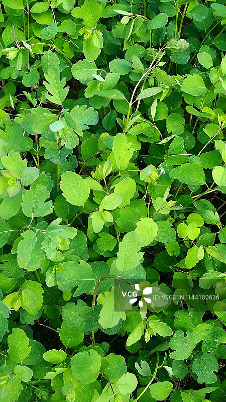 绿色背景图片素材