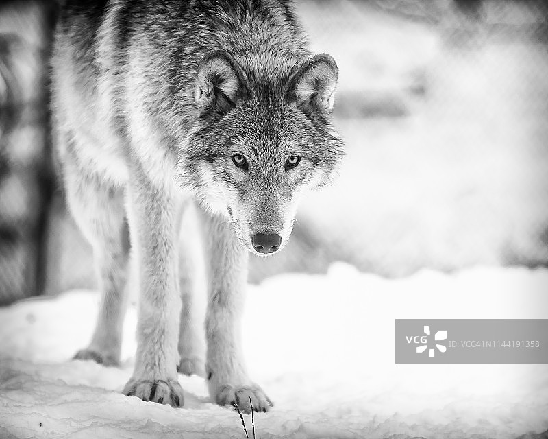 黑白色的好奇狼图片素材