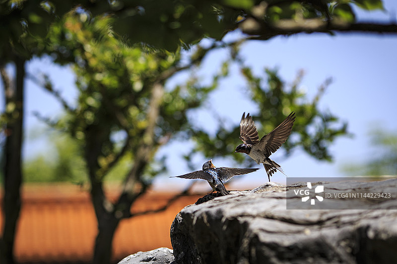 燕子一家图片素材