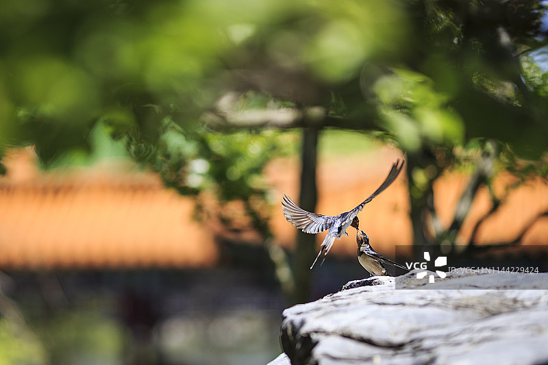 燕子一家图片素材