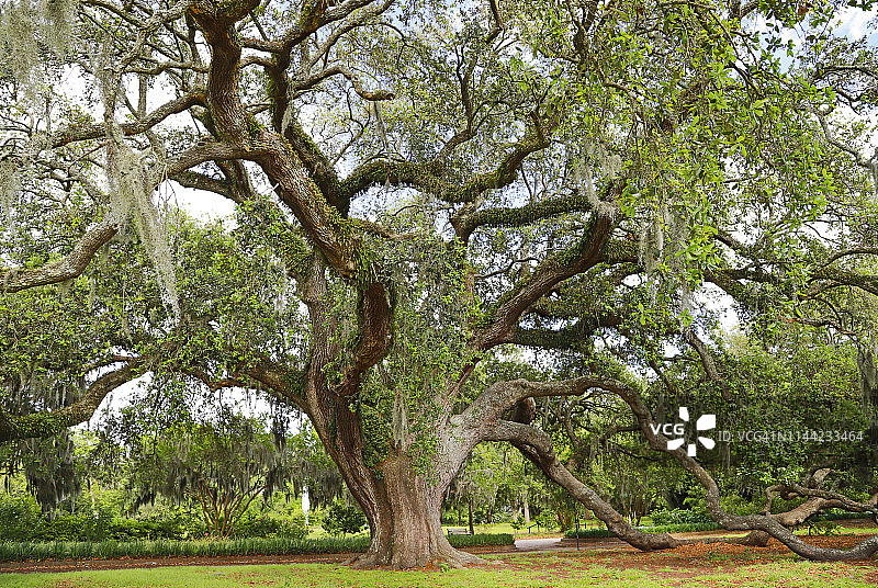 公园里的橡树图片素材