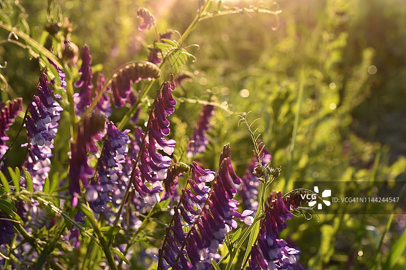 鸟雀豆图片素材