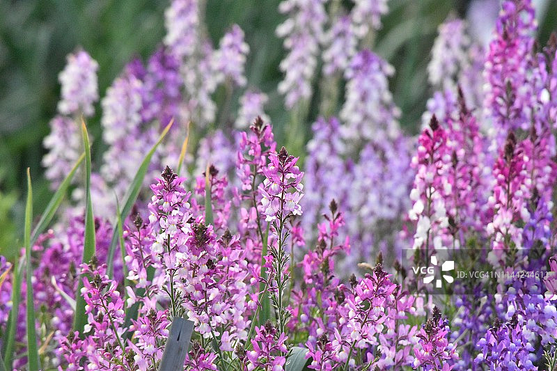 鸟雀豆图片素材