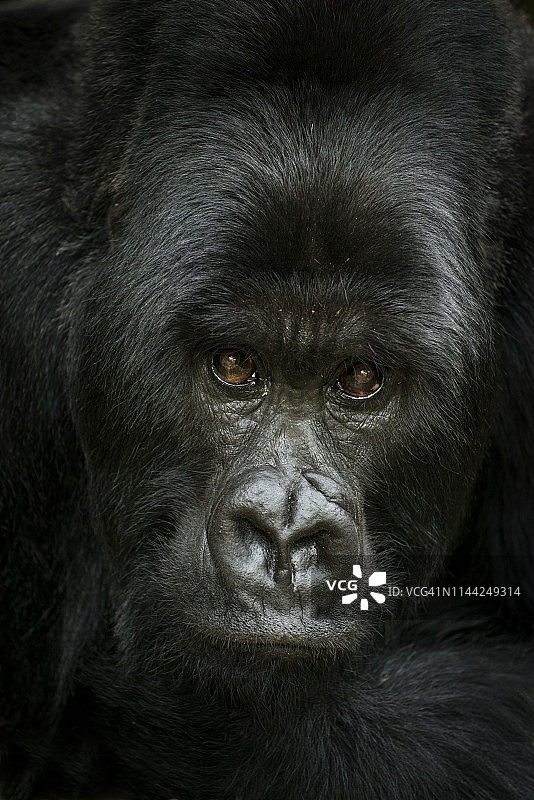 卢旺达火山国家公园的阿加什亚群图片素材
