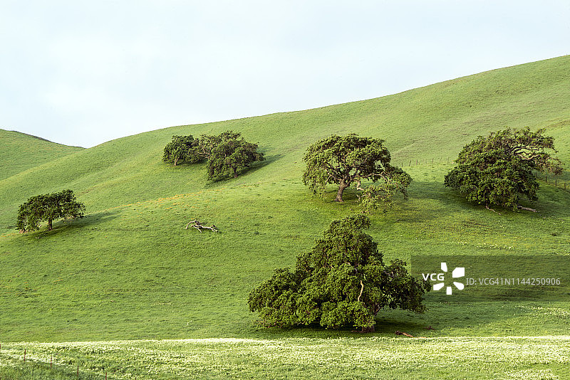 加利福尼亚吉尔罗伊附近的橡树图片素材