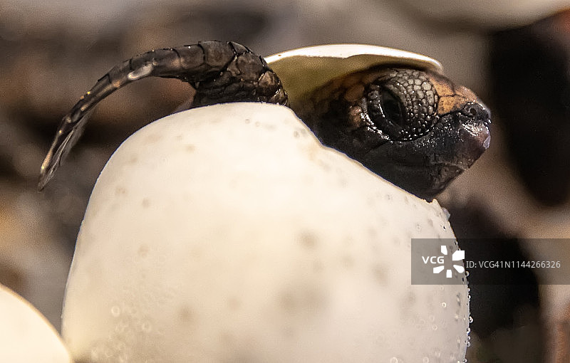 海龟孵化图片素材