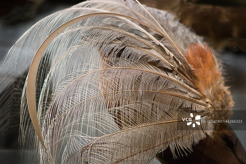 琴鸟羽毛展示图片素材