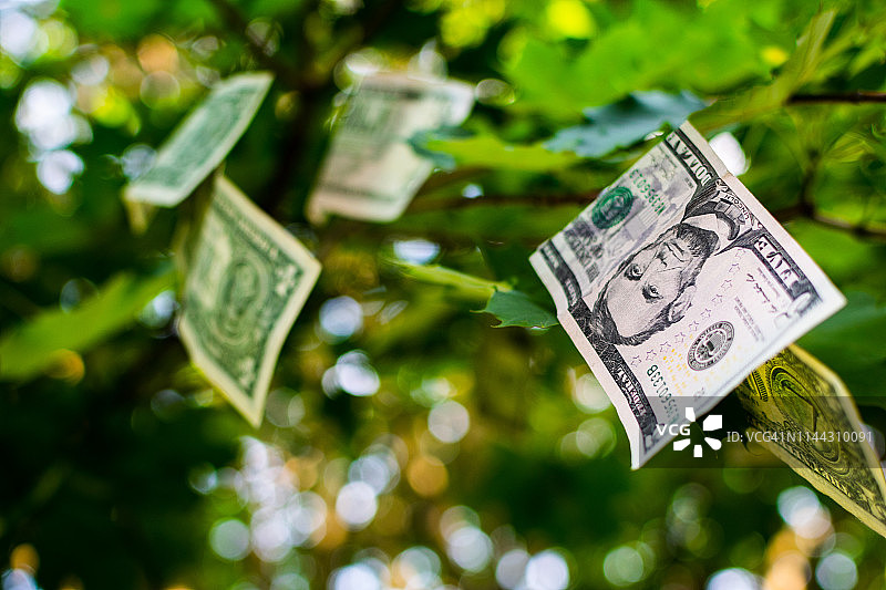 金钱树图片素材