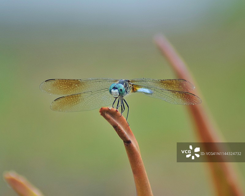 蜻蜓特写微距图像图片素材