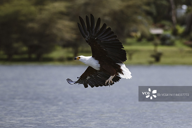 非洲海雕捕猎图片素材