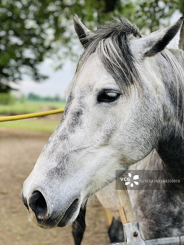 利皮扎马图片素材