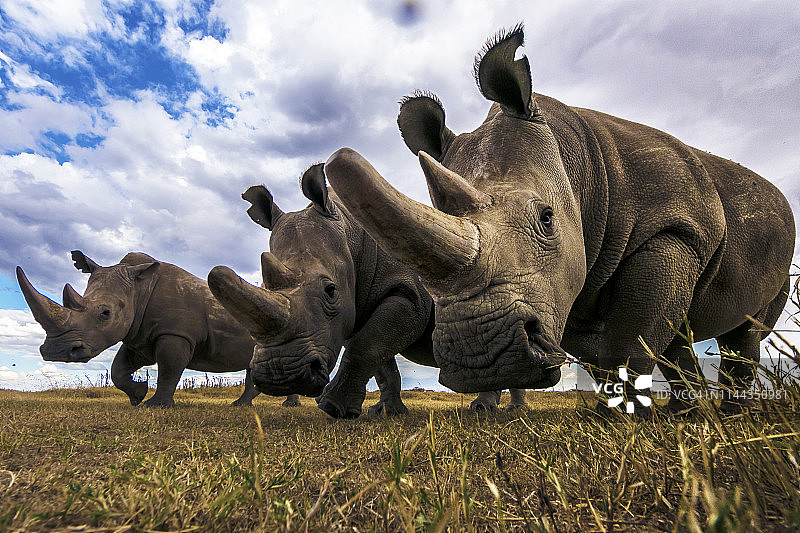 莱基皮亚草原上的稀有北方白犀牛图片素材